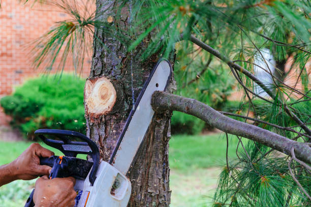 Reliable West Dundee, IL Tree Removal and Landscaping Services Solutions